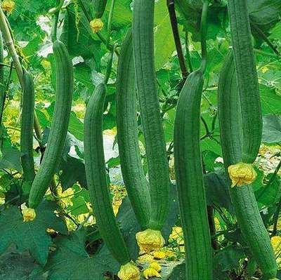 �z�ϑ�ԓ���Ӻ���ʩ�ʣ��z�Ϻ���ʩ�ʼ��g��