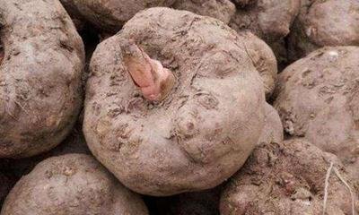 �Nֲħ��ԓ����ʩ�ʣ�ħ���ʩ�ʼ��g��