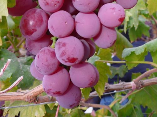 �t������ʩ�ʲſ������a���t��ʩ�ʼ��g��