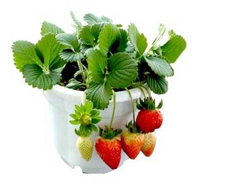 ���Բ�ݮ��(y��ng)ԓ��ʲô�ʣ����Բ�ݮʩ�ʼ��g(sh��)��