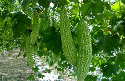 �����ôʩ�ʣ����ʩ��Ҫ�c(di��n)��