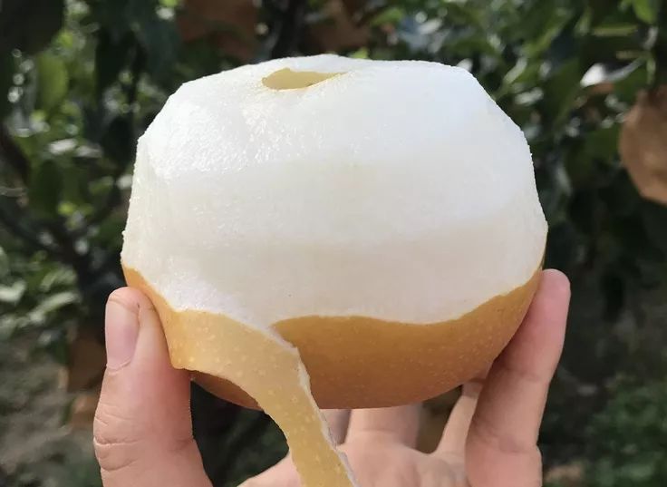 Ҫ���������B��ץ��ǰ