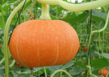 �Ϲ�����ڑ�ԓ����ʩ�����Ϲ����ѹϷʣ�