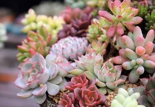 ����ֲ���ļ���ι�������ԓ����ʩ����