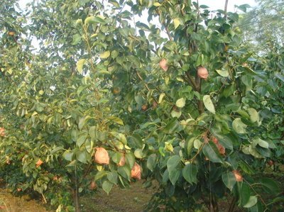 ��ù�����������ù��ʹ�÷�����������