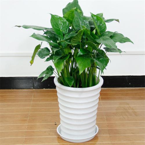 �f������(y��ng)ԓ����ʩ�ʣ����L(zh��ng)�r(sh��)�gʩһ�Σ�