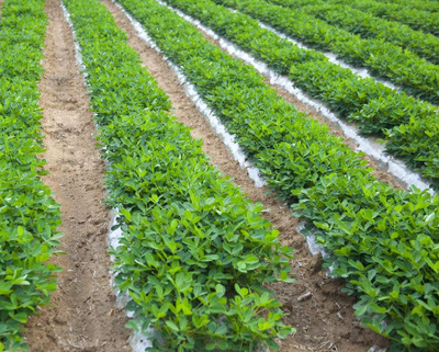 �����Nֲ�r�g��ʲô�r�򣿻����Nֲ�r�ڰ�����