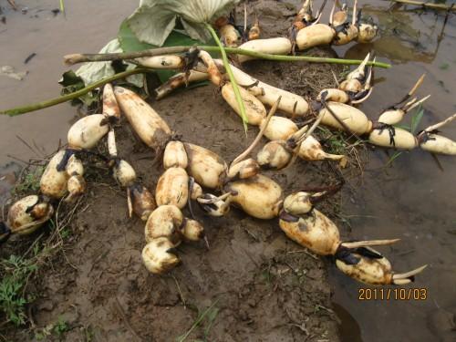 �Nֲɏź��ԓ����ʩ�ʣ���Ҫע��ʲô��