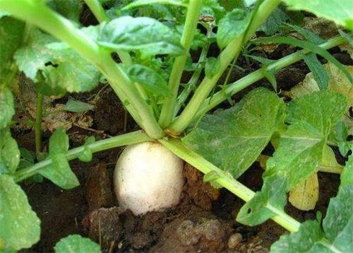 �Nֲ���}����(y��ng)ԓ����ʩ�ʣ����}��ʩ�ʼ��g(sh��)��