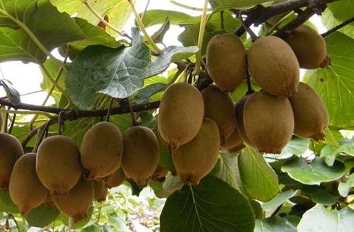 �Nֲ�J���ґ�ԓ��ʲô�r��ʩ�ʣ���ôʩ�ʣ�