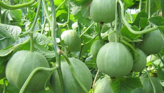 �Nֲ��ϑ�ԓ����ʩ�ʣ����ʩ�ʼ��g��