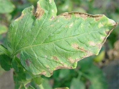 ���Ѱl(f��)���ʺ���ô�k�����ѷʺ��ķ��δ�ʩ��