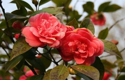 �Nֲɽ�軨���ʩ�ʣ�ɽ�軨ʩ�ʼ��g(sh��)��