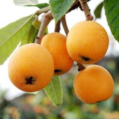 ������Ҫ�߮a��ԓ����ʩ�ʣ����˸߮aʩ�ʼ��g��