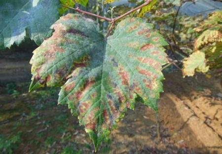 ֲ��ȱ���ʲô�Y�⛌�ֲ�����L��Ӱ���