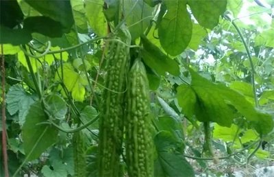 �Nֲ��ϑ�(y��ng)ԓ����ʩ�ʣ����ʩ��Ҫ�c(di��n)��