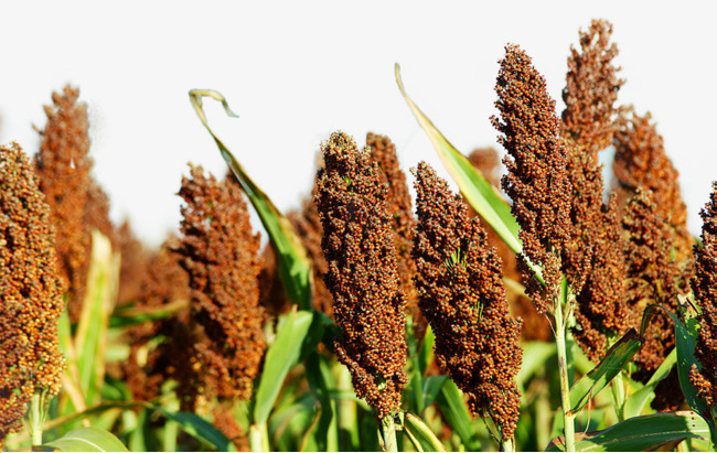 ������Ҫ�߮a(ch��n)��(y��ng)ԓ����ʩ�ʣ�����ʩ�ʼ��g(sh��)��