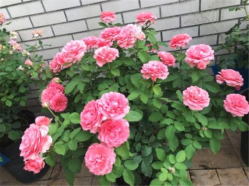 �¼����ڲ�ͬ�r�g�Α�ԓ����ʩ�ʣ�ʩʲô�ʣ�