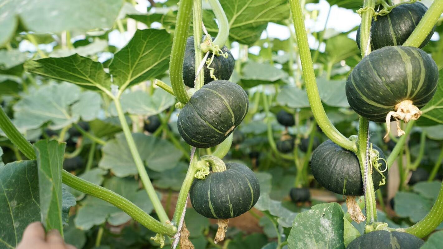 �ķN���F��С���߲˷Nֲ�������W(xu��)������ٍ���������