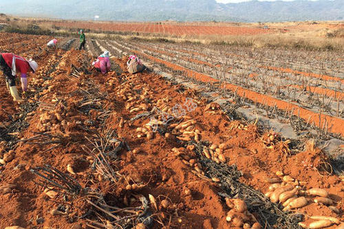 ѩɏ����������c(di��n)��ʲô����(y��ng)ԓ����ʩ�ʣ�