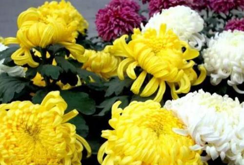 �ջ���Ҫ�L�úÑ�ԓ����ʩ�ʣ��ջ�ʩ�ʼ��g��