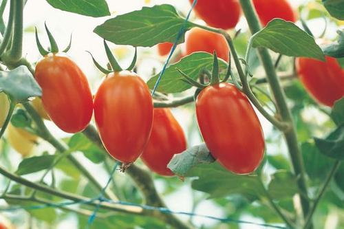 �NֲʥŮ����ԓ���ʩ�ʣ�ʥŮ��ʩ�ʼ��g��