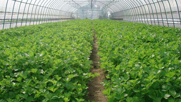 ������۲�ԓ��ηNֲ���۲˸߮a�Nֲ���g��