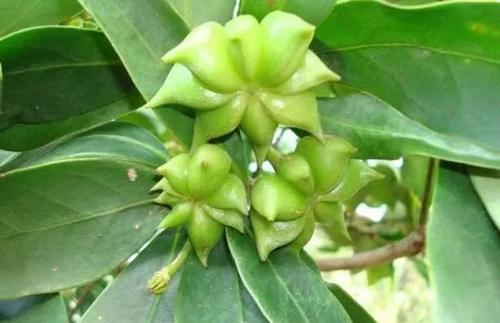 �����а˽ǘ䑪(y��ng)ԓ���ʩ�ʣ��˽ǘ�ʩ�ʼ��g(sh��)��