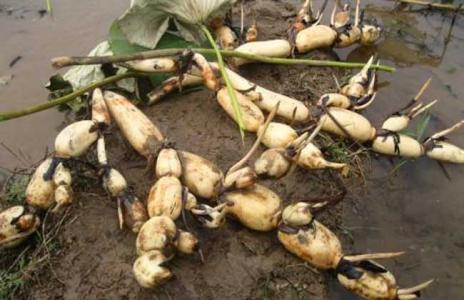 �Nֲɏź��(y��ng)ԓ��ʲô�r��ʩ�ʣ���(y��ng)ԓ���ʩ�ʣ�