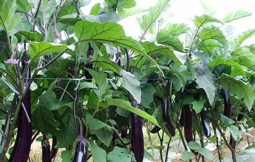 �Nֲ���ӑ�(y��ng)ԓ��ʲô�r��ʩ�ʣ�����ʩ�ʼ��g(sh��)��