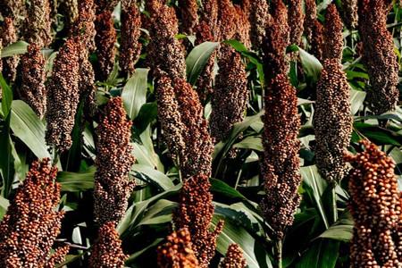 ������������c��ʲô��ʩ�ʼ��g(sh��)��ʲô��