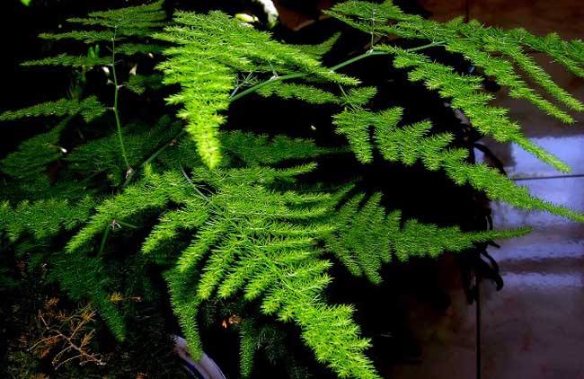 ����ʩ����ʲô���ϣ�����ʩ����ʲô������