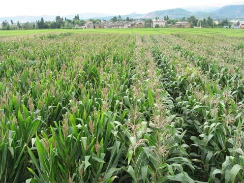 �ܺ������׷Nֲ������ֻҪ�@�Ă����E��