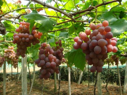 ����������Ҫ�B�����a(ch��n) ���òɺ�������P(gu��n)�I��