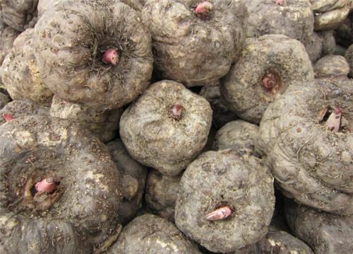 �Nֲħ��(y��ng)ԓ��ʲô���ϣ��к������g��(y��ng)ԓ��ι�����