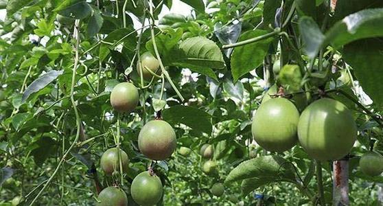 �������Ҫ�߮a(ch��n)��(y��ng)ԓ����ʩ�ʣ�������߮a(ch��n)ʩ�ʼ��g(sh��)��