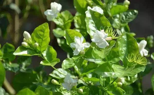 ����ʩ����Ҫ����Щ���ϣ�����ʩ������Щ������