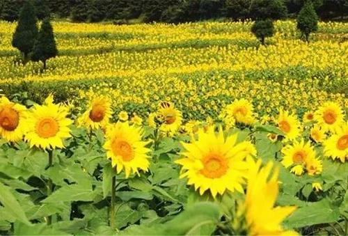 �Nֲ���տ���(y��ng)ԓ����ʩ�ʣ���ʲô�r(sh��)��ʩ����