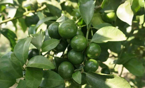 ���پ��·ݑ�(y��ng)ԓ���ʩ�ʣ�ӛס�@���c(di��n)��