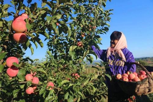 �O����ʩ��ԭ�t��ʲô���Nֲ�O����ԓ���ʩ�ʣ�