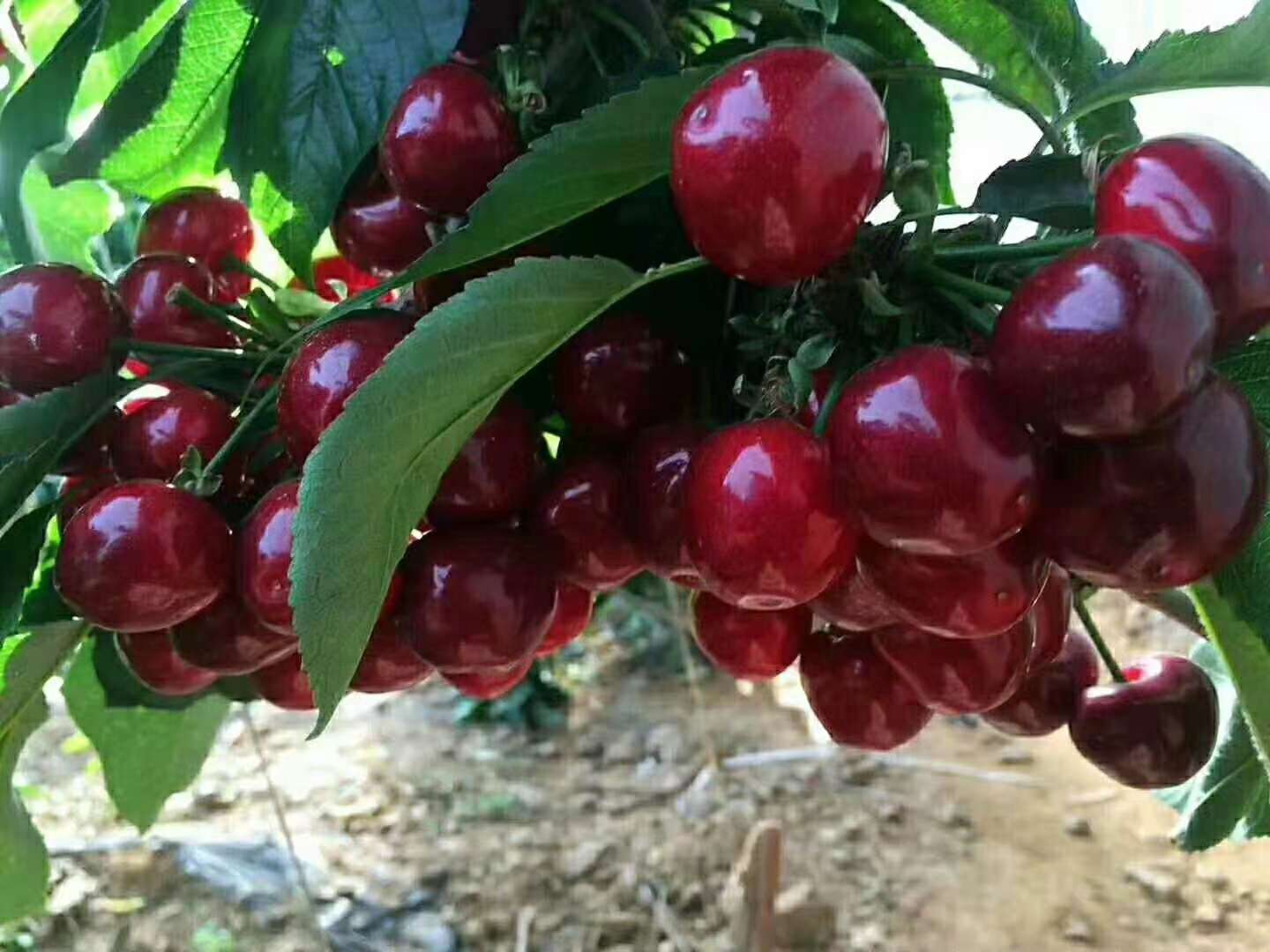 ������Ҫ�߮a(ch��n)��ԓ��ʲô�r��ʩ�ʣ���ôʩ��