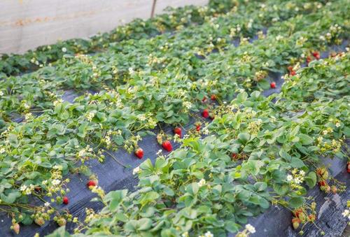 ��ݮ�����Ҏ(gu��)����ʲô����ʲôʩ��Ҫ�c(di��n)��