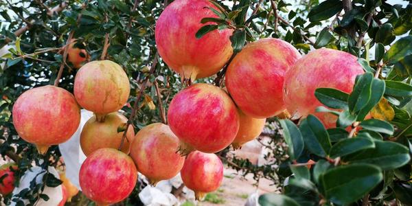 ʯ��ͬ�r�ڑ�ԓ���ʩ�ʣ�ʯ��ʩ�ʼ��g��