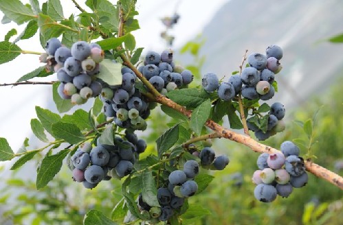 �{ݮ��ԓ���ʩ�ʣ�ʩ�ʕr��Ҫע��ʲô��