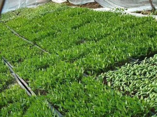 �߲�����ԓ���ʩ�����߲�����ʩ�ʷ�������Щ��