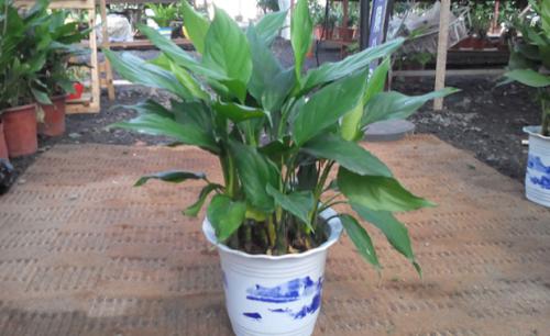 �Nֲ�f������ԓʩʲô���ϣ����L�r�gʩһ�ηʣ�