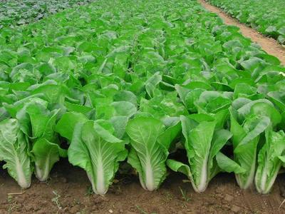 С�ײ˵�ʩ�ʕr�g��ʲô��������c��ʲô��