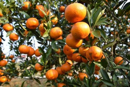 ʮ�·ݸ��ّ�ԓ��ι�����ӛס�@���c��