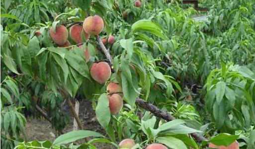 2020���ﶬ������ƌWʩ��ָ����Ҋ