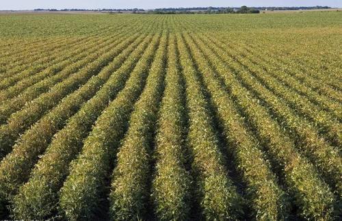 �Nֲ�󶹑�ԓ���ʩ�ʣ���ƽ��ʩ�ʼ��g��